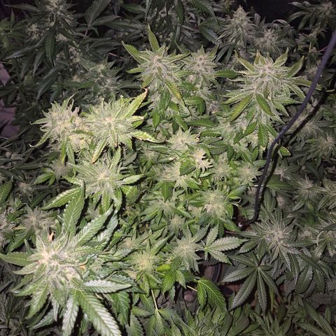 Moby 🍆  growlog timeline photo