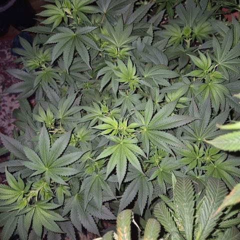 Biscotti (56-70bt) growlog timeline photo