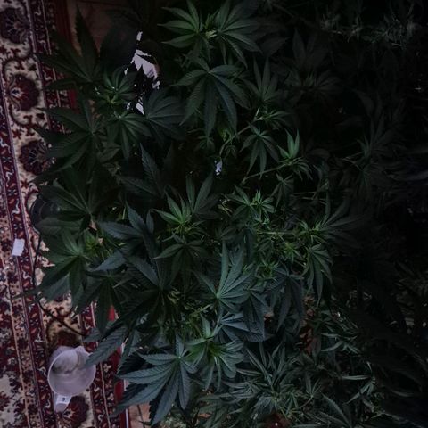Biscotti (56-70bt) growlog timeline photo
