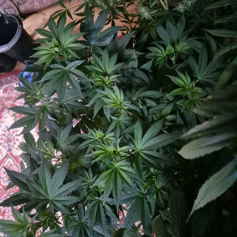 Biscotti (56-70bt) growlog timeline photo