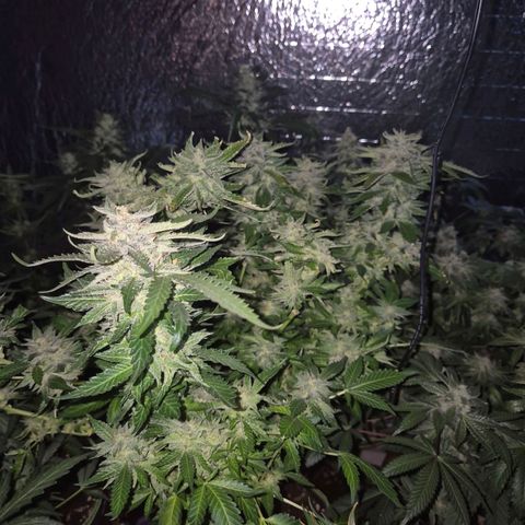 Moby 🍆  growlog timeline photo