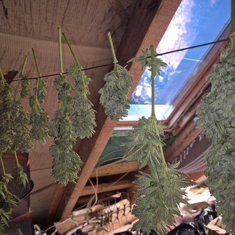 Moby 🍆  growlog timeline photo