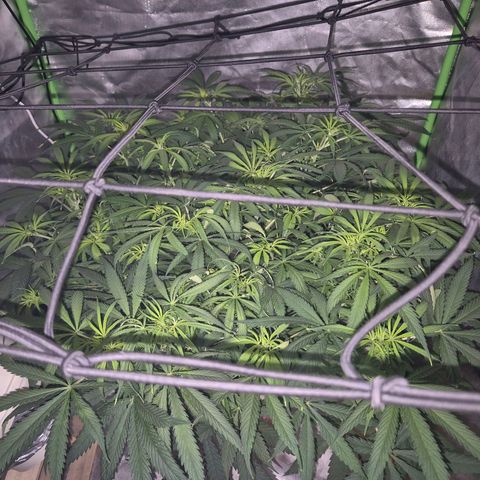 Afghani #1 (45-50bt) growlog timeline photo