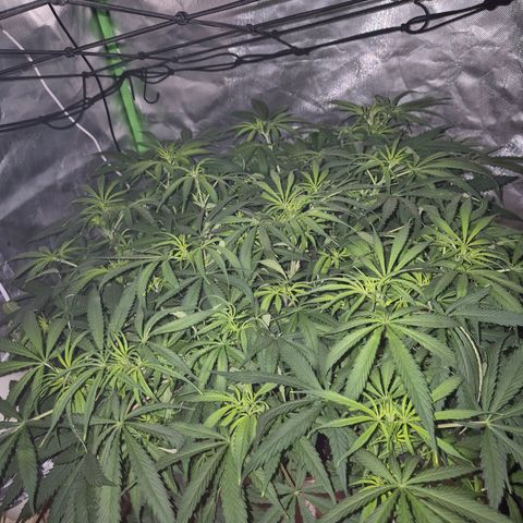 Afghani #1 (45-50bt) growlog timeline photo