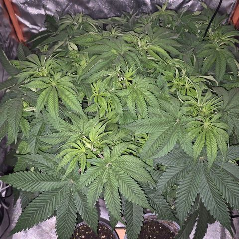 WTF- Königin Mimosa evo 👑👑👑 (65-70bt) growlog timeline photo