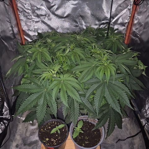 WTF- Königin Mimosa evo 👑👑👑 (65-70bt) growlog timeline photo