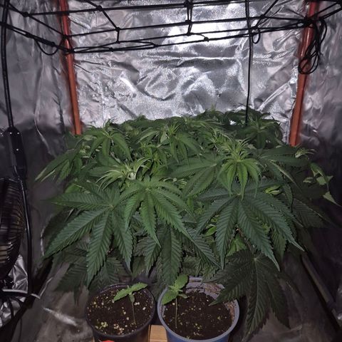 WTF- Königin Mimosa evo 👑👑👑 (65-70bt) growlog timeline photo