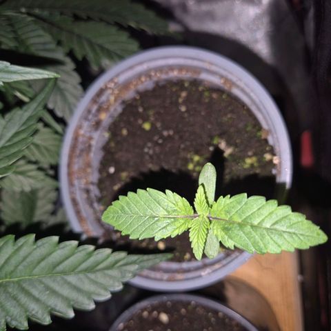 💚Bubba kush 🦝 (56-63 BT) growlog timeline photo