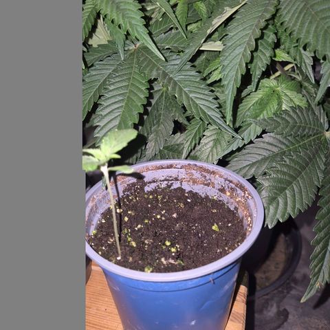💚Bubba kush 🦝 (56-63 BT) growlog timeline photo