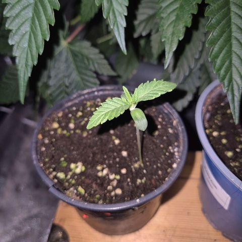 Ice cream cake 🍰 & permanent marker🖊(65-73bt) growlog timeline photo