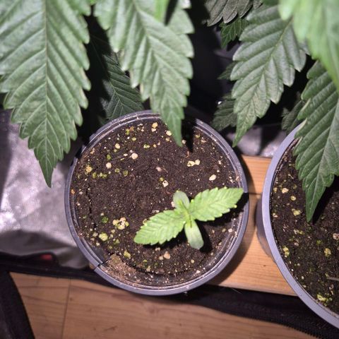 Ice cream cake 🍰 & permanent marker🖊(65-73bt) growlog timeline photo