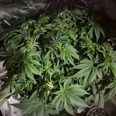 WTF- Königin Mimosa evo 👑👑👑 (65-70bt) growlog timeline photo