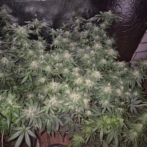 Apple crumble Ben growlog timeline photo