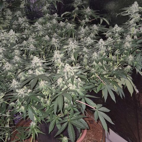 Apple crumble Ben growlog timeline photo