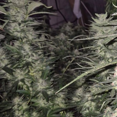 Moby 🍆  growlog timeline photo