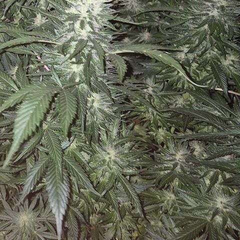Moby 🍆  growlog timeline photo