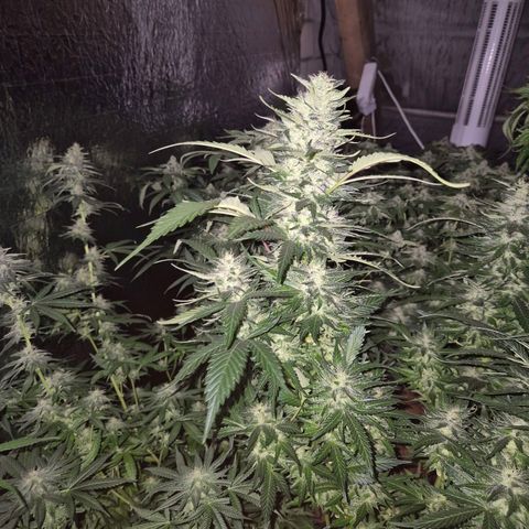 Moby 🍆  growlog timeline photo