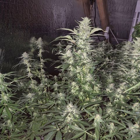 Moby 🍆  growlog timeline photo