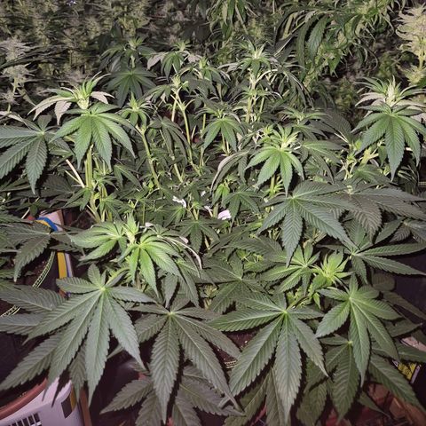 Biscotti (56-70bt) growlog timeline photo