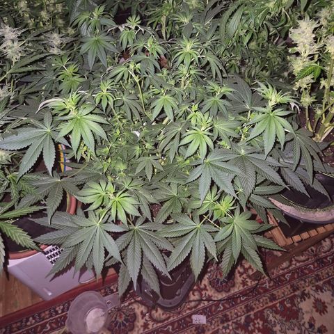 Biscotti (56-70bt) growlog timeline photo