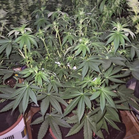 Biscotti (56-70bt) growlog timeline photo