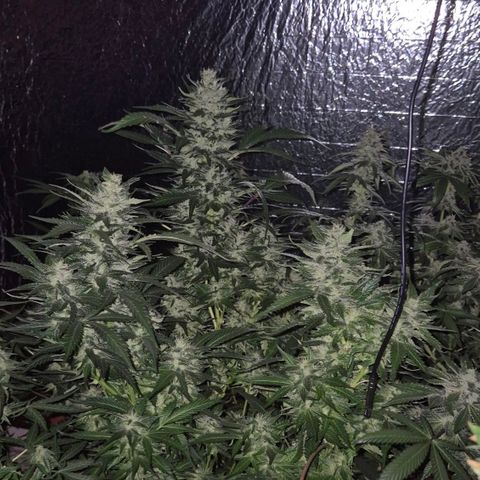 Moby 🍆  growlog timeline photo