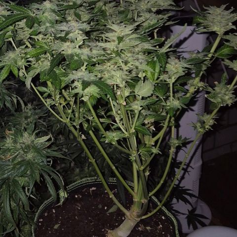 Moby 🍆  growlog timeline photo