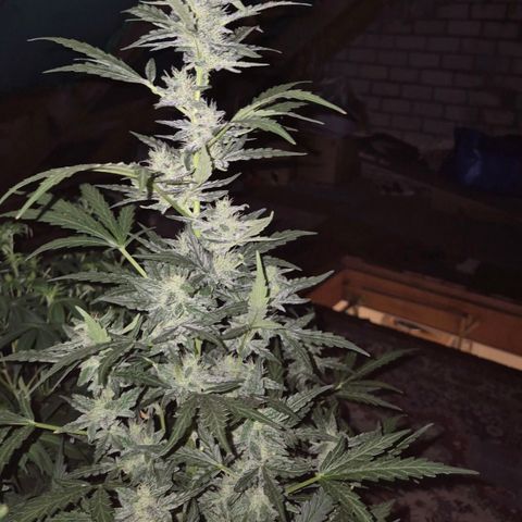 Gorilla Zkittles Auto anna growlog timeline photo