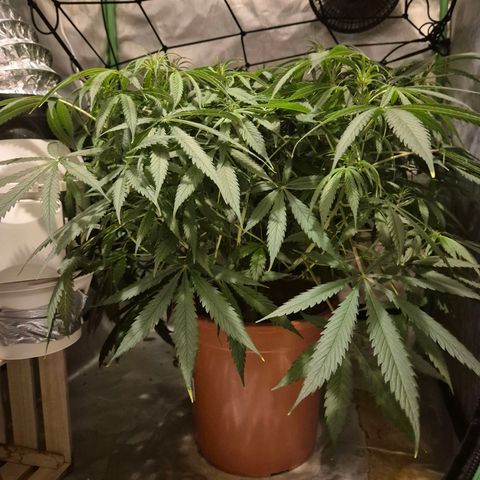 Afghani #1 (45-50bt) growlog photo: Geht los