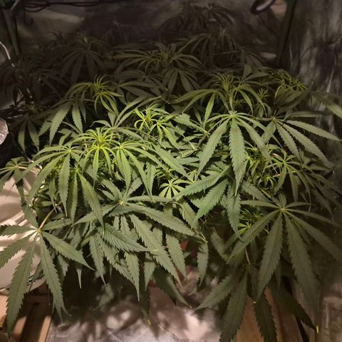 Afghani #1 (45-50bt) growlog photo: Geht los