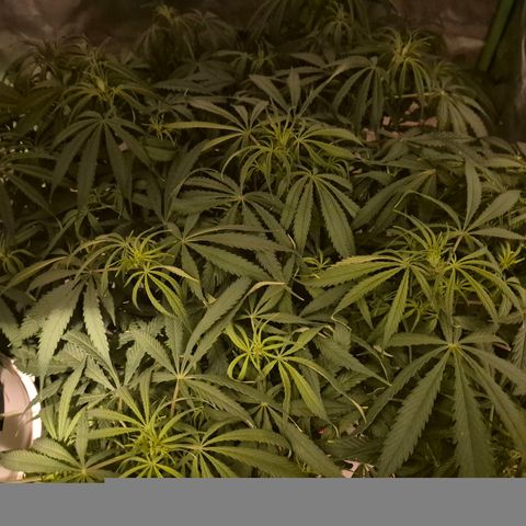 Afghani #1 (45-50bt) growlog photo: Geht los