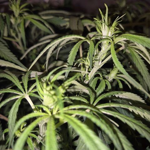 Afghani #1 (45-50bt) growlog timeline photo