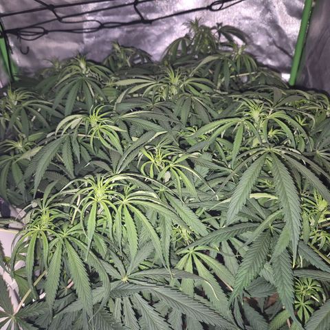 Afghani #1 (45-50bt) growlog timeline photo