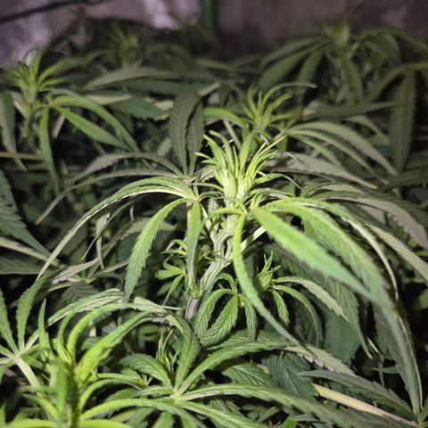 Afghani #1 (45-50bt) growlog timeline photo