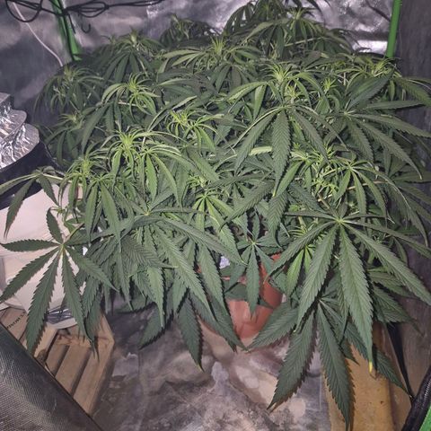 Afghani #1 (45-50bt) growlog timeline photo
