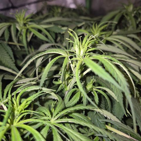 Afghani #1 (45-50bt) growlog timeline photo