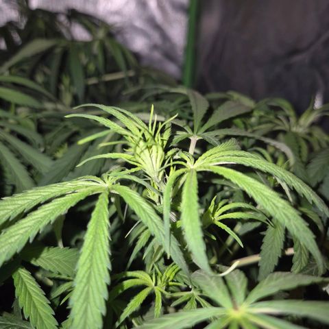 Afghani #1 (45-50bt) growlog photo: Geht los