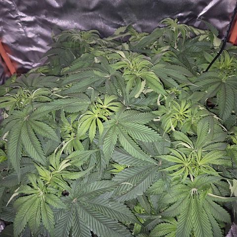 WTF- Königin Mimosa evo 👑👑👑 (65-70bt) growlog timeline photo