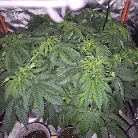 WTF- Königin Mimosa evo 👑👑👑 (65-70bt) growlog timeline photo