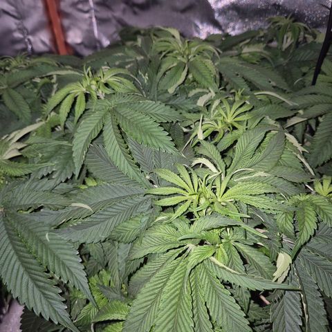 WTF- Königin Mimosa evo 👑👑👑 (65-70bt) growlog timeline photo