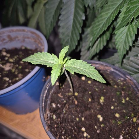 Ice cream cake 🍰 & permanent marker🖊(65-73bt) growlog timeline photo