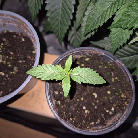 Ice cream cake 🍰 & permanent marker🖊(65-73bt) growlog timeline photo