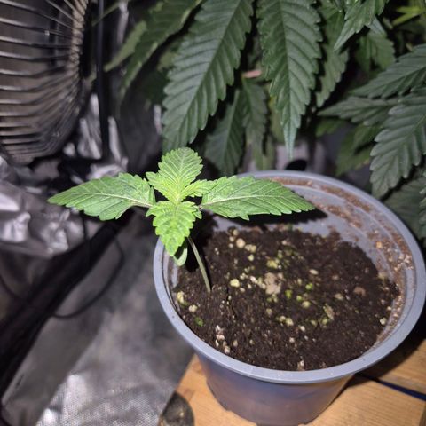 💚Bubba kush 🦝 (56-63 BT) growlog timeline photo