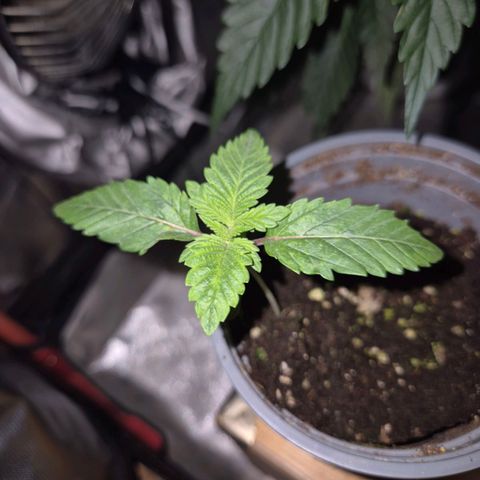 💚Bubba kush 🦝 (56-63 BT) growlog timeline photo