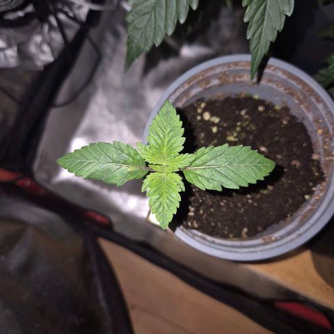 💚Bubba kush 🦝 (56-63 BT) growlog timeline photo