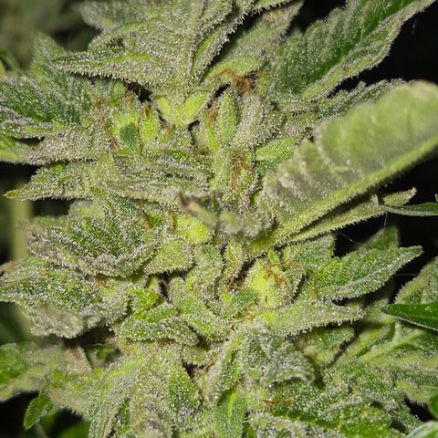 Moby 🍆  growlog timeline photo