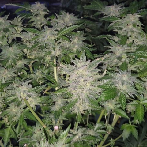 Moby 🍆  growlog timeline photo