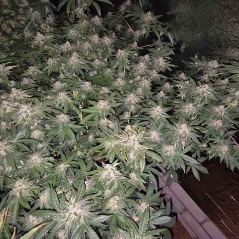 Apple crumble Ben growlog timeline photo