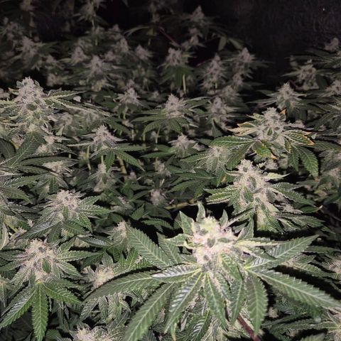Apple crumble Ben growlog timeline photo