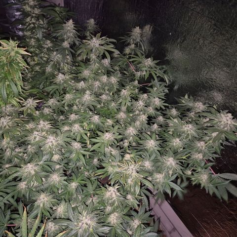 Apple crumble Ben growlog timeline photo